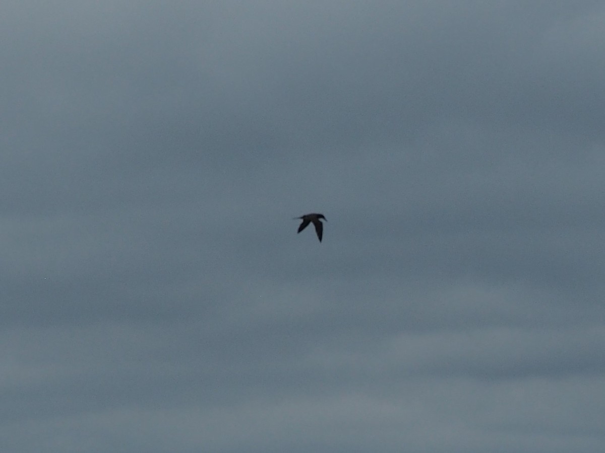 Brown Booby - ML412592831