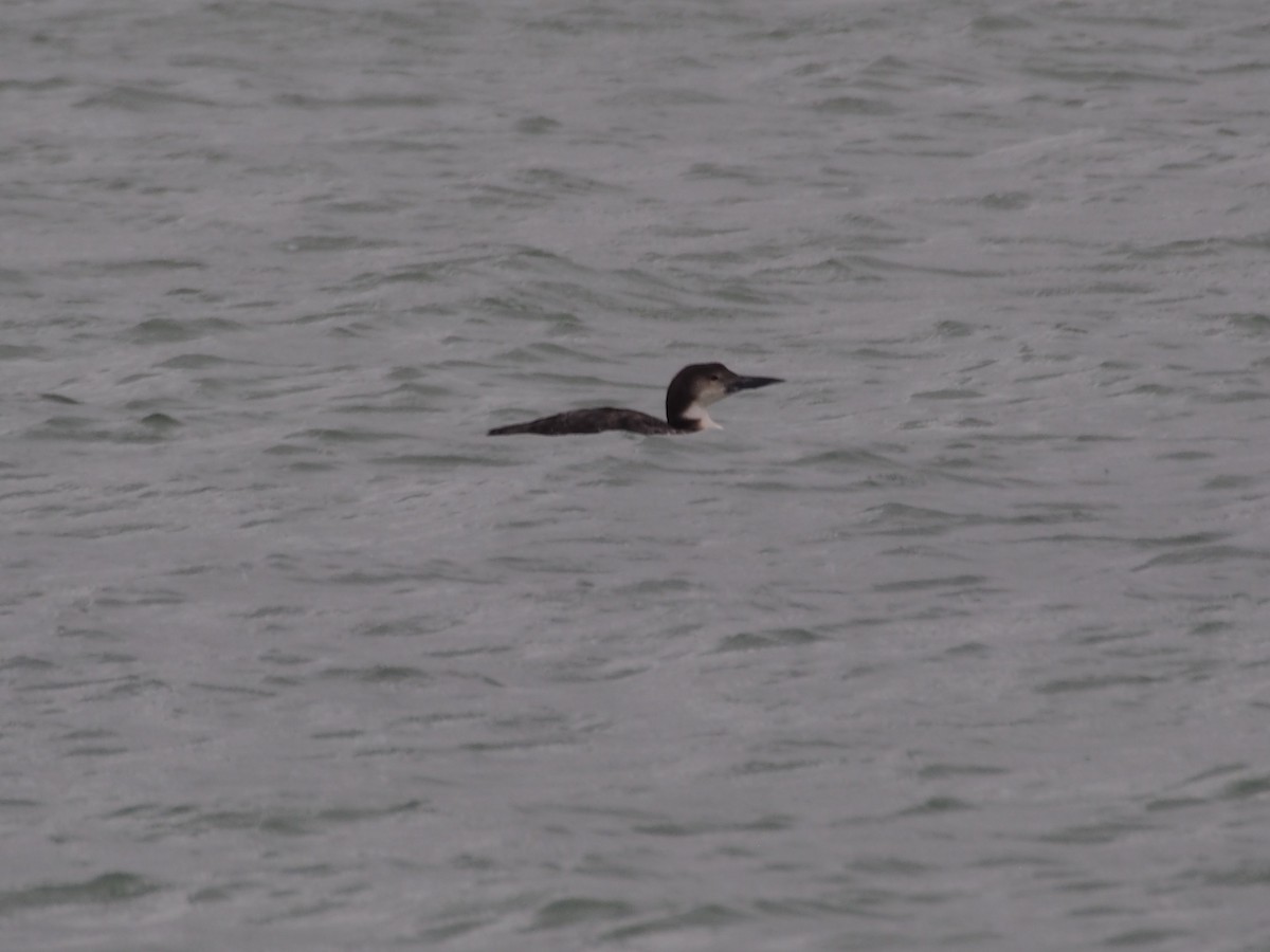 Common Loon - ML412592891