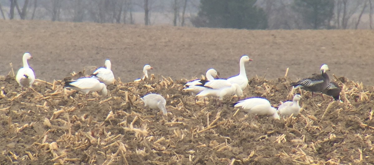 Snow Goose - ML41259291