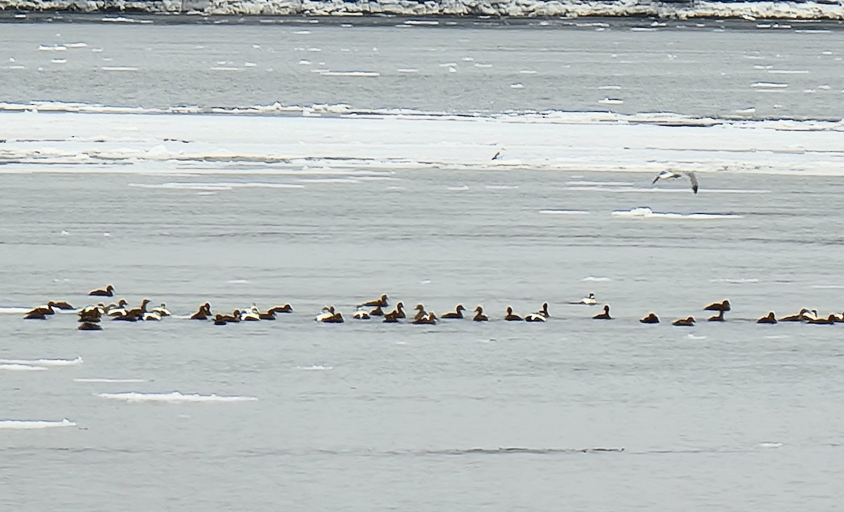 Пухівка зеленошия - ML412594541