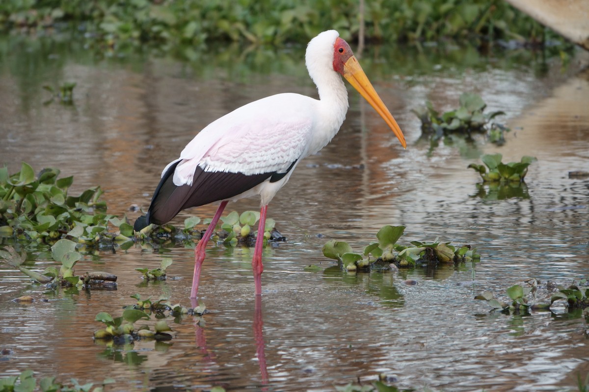 Yellow-billed Stork - ML412594571