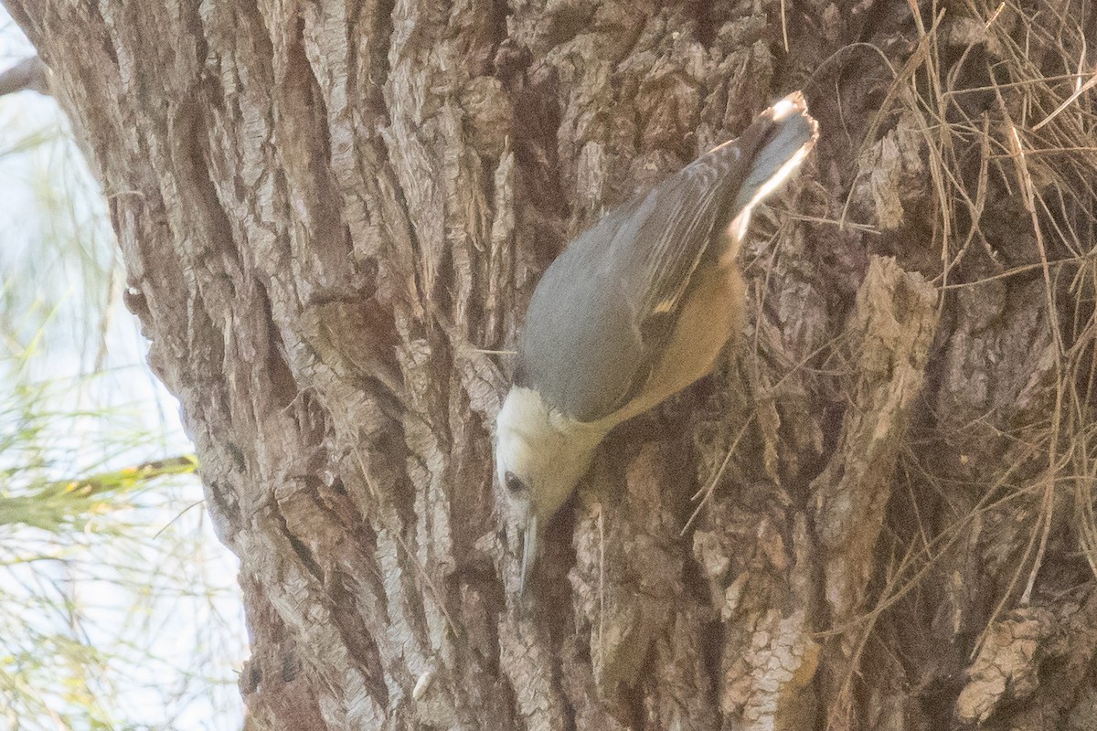 White-breasted Nuthatch - Nancy Christensen