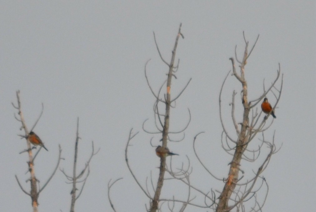 American Robin - ML41260041