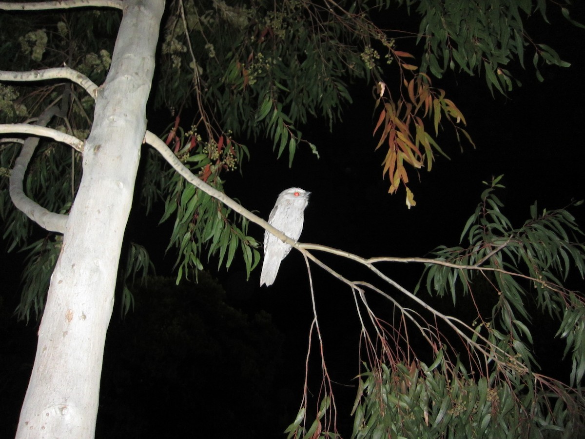 Tawny Frogmouth - ML412601391