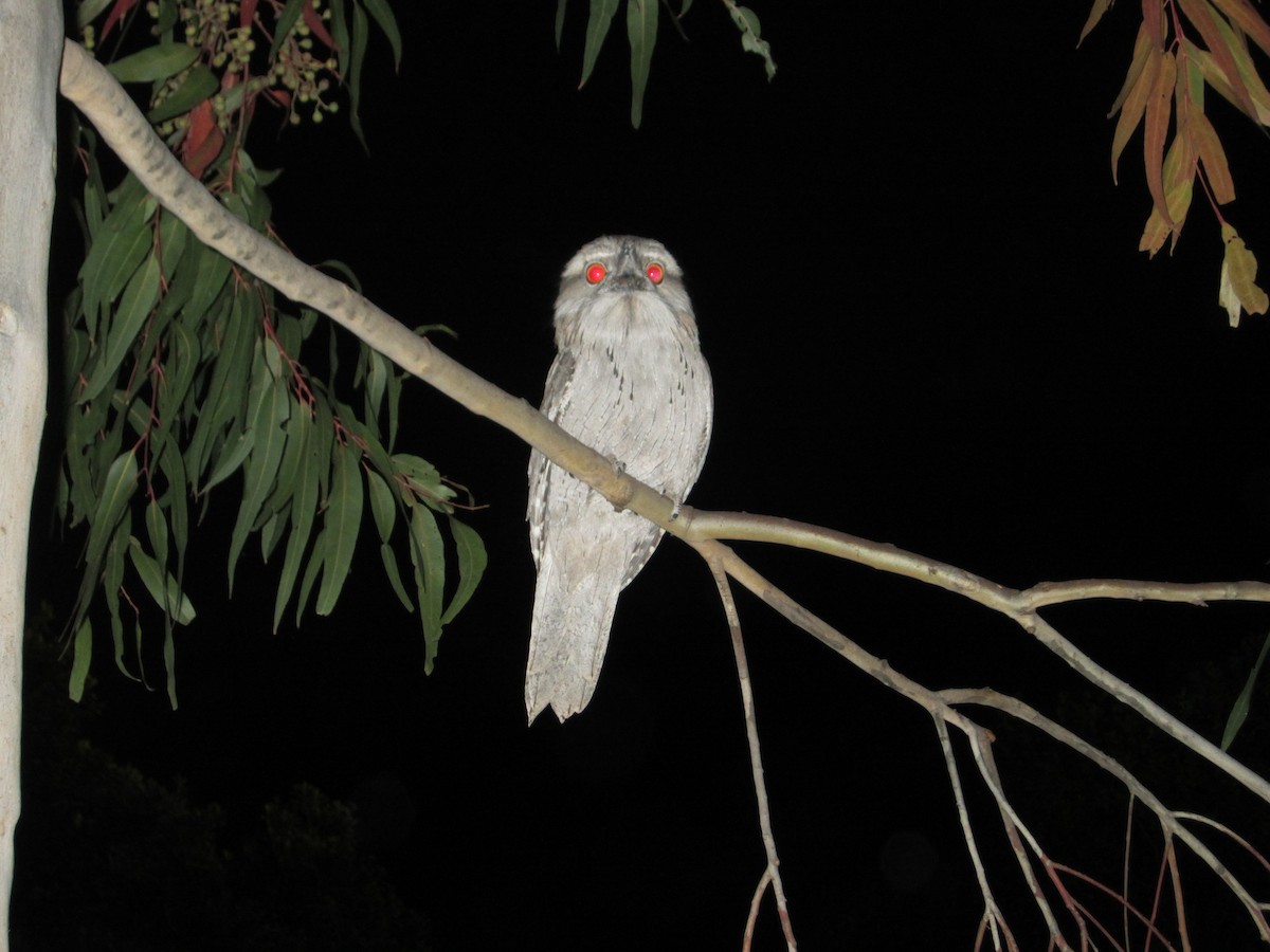 Tawny Frogmouth - ML412601401