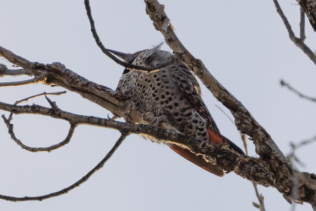 Northern Flicker (Red-shafted) - Ann Van Sant