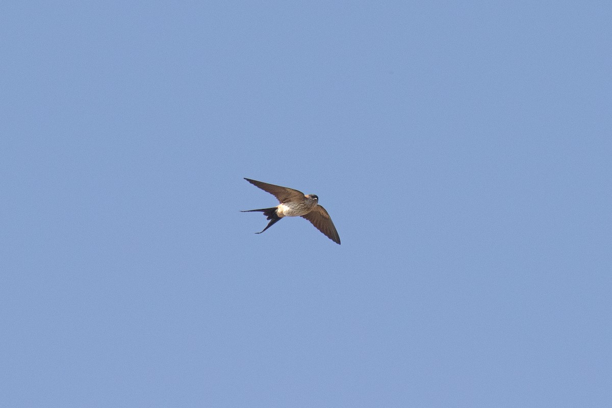Red-rumped Swallow - ML412602671