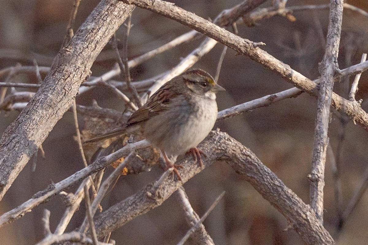 White-throated Sparrow - Ann Van Sant