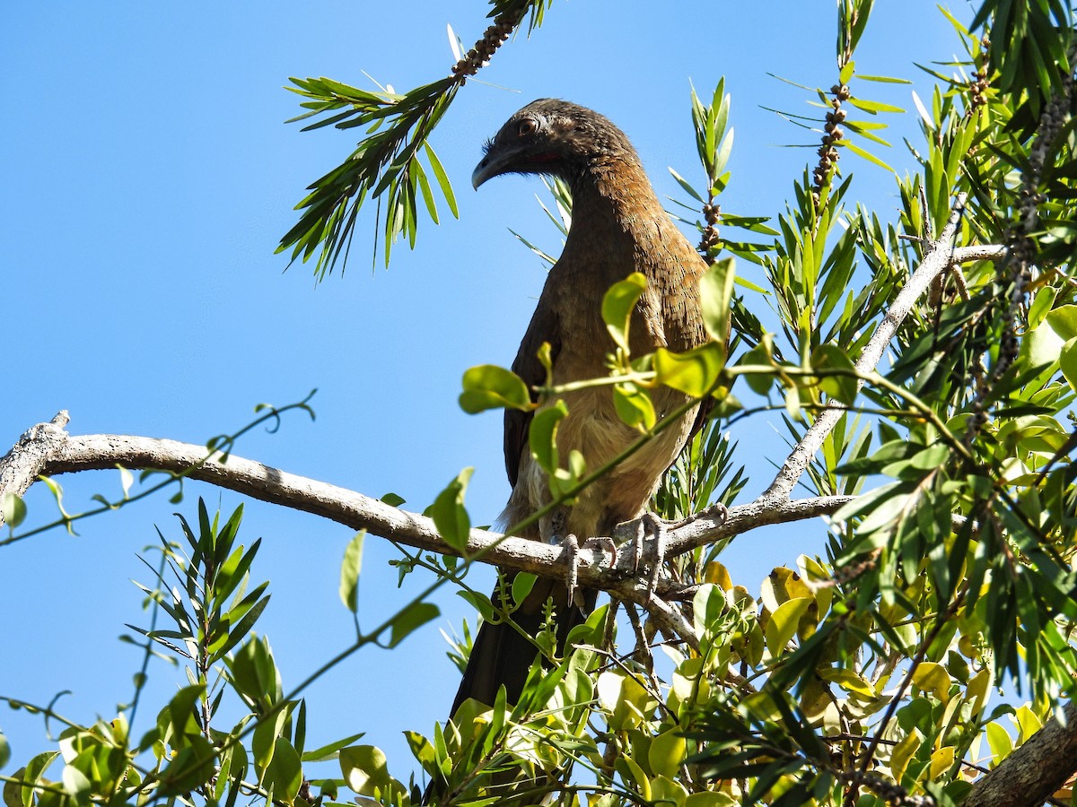 Gray-headed Chachalaca - ML412603641