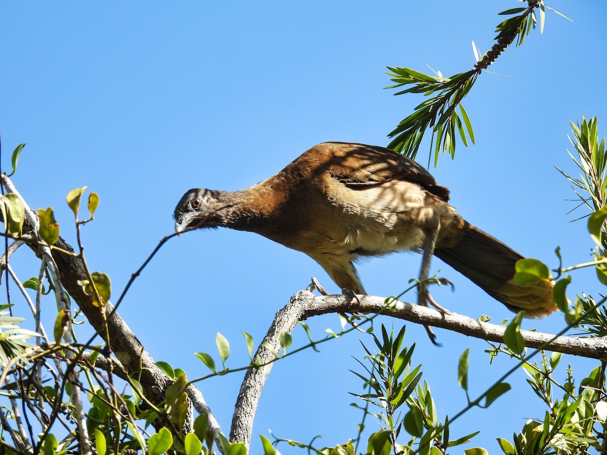 Gray-headed Chachalaca - ML412603681