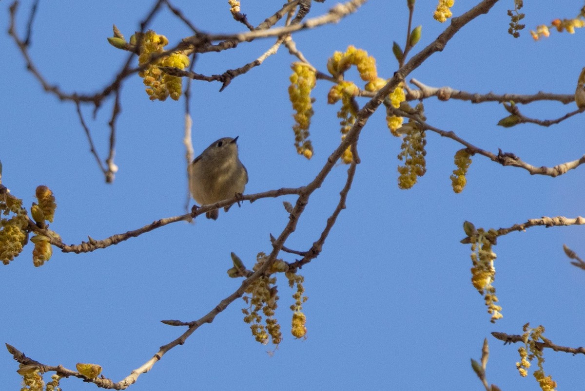 Ruby-crowned Kinglet - ML412603741