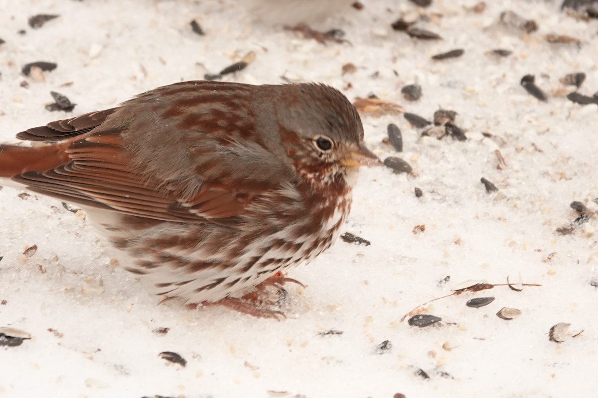 Fox Sparrow - ML412604201