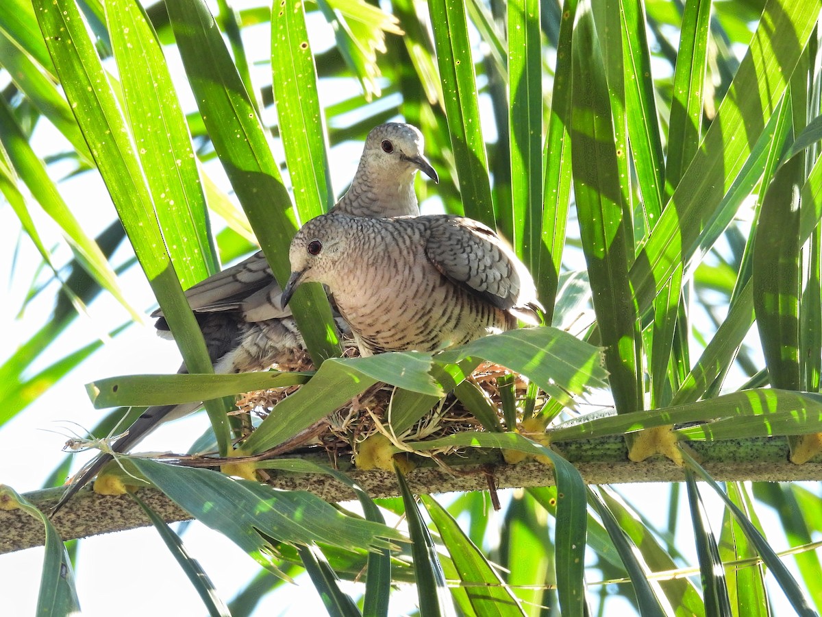 Inca Dove - ML412604231