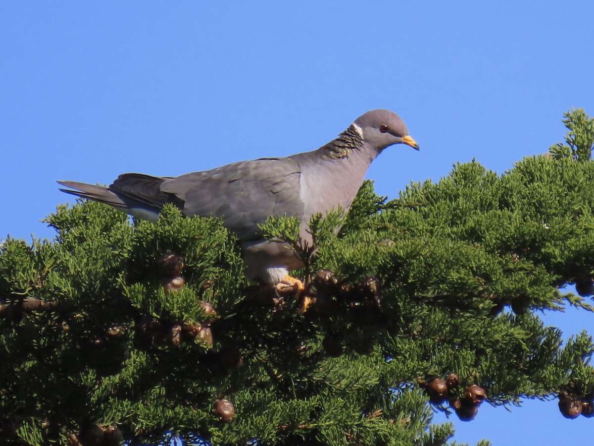 Band-tailed Pigeon - ML412604311