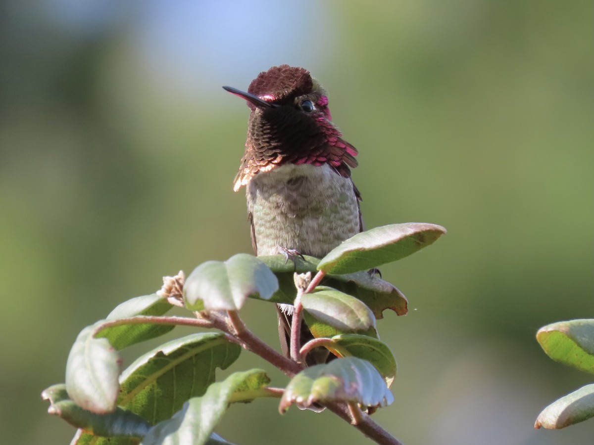 Anna's Hummingbird - ML412604361