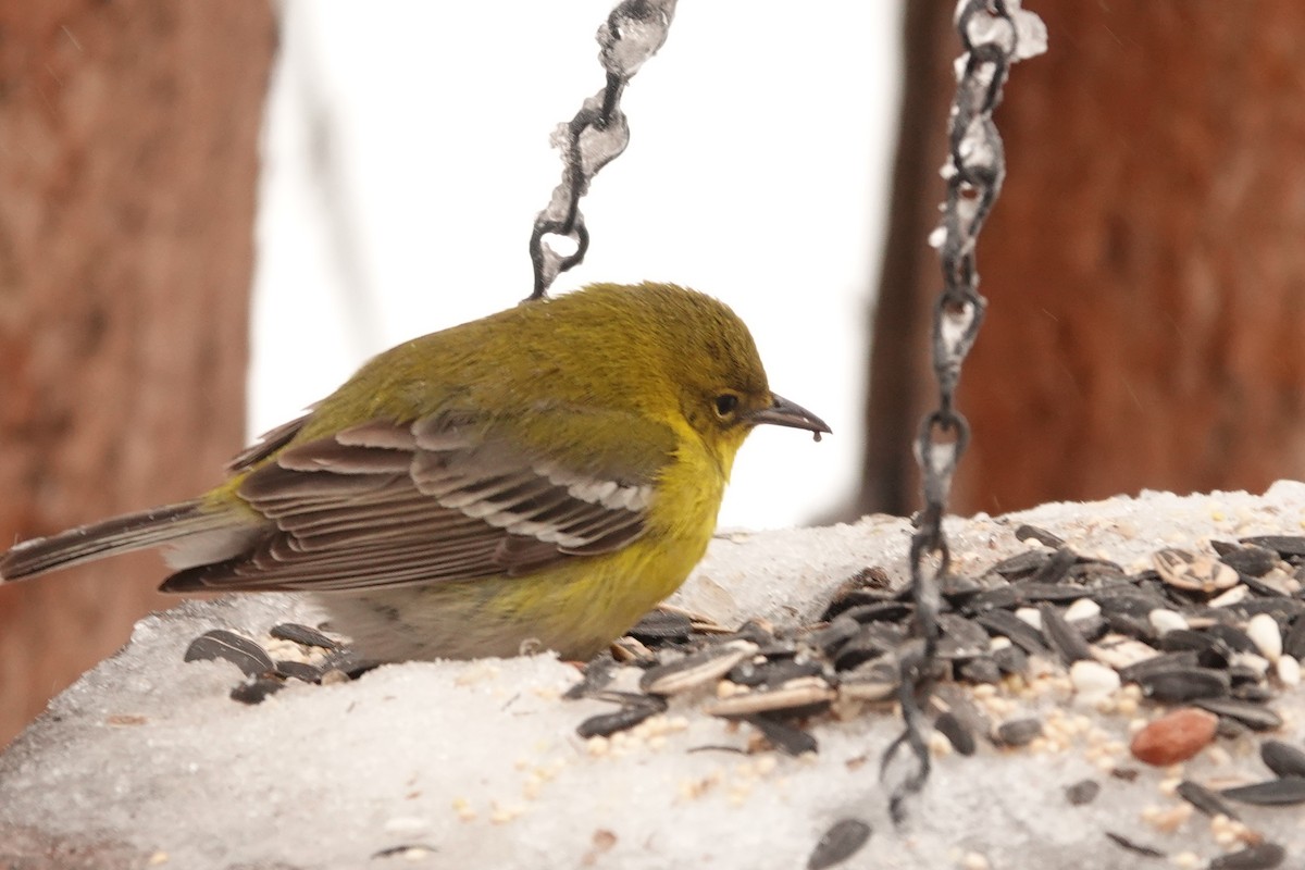 Pine Warbler - ML412604511