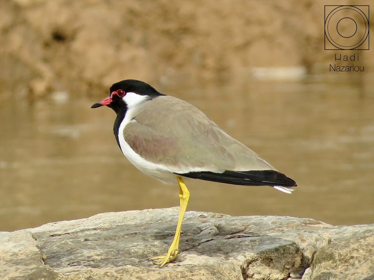 Red-wattled Lapwing - ML412606271