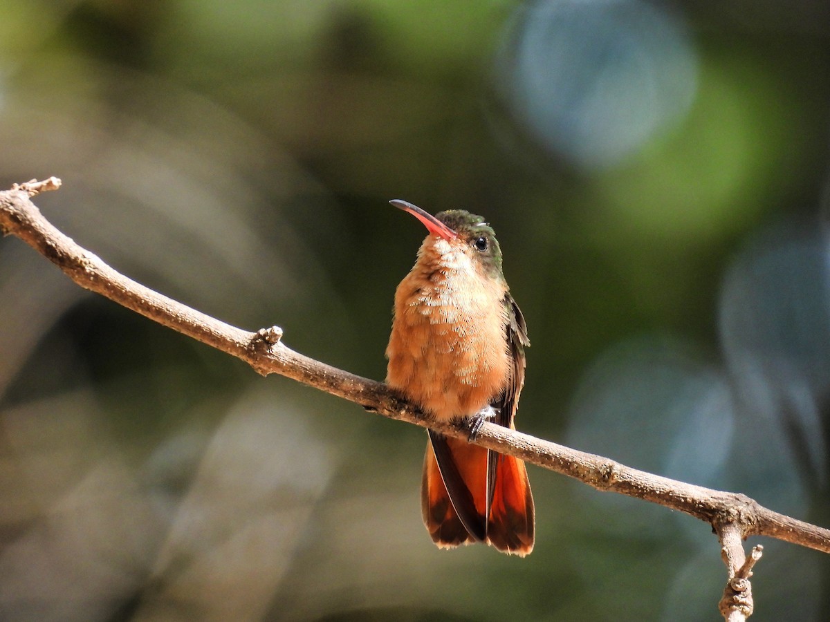 Cinnamon Hummingbird - ML412606531
