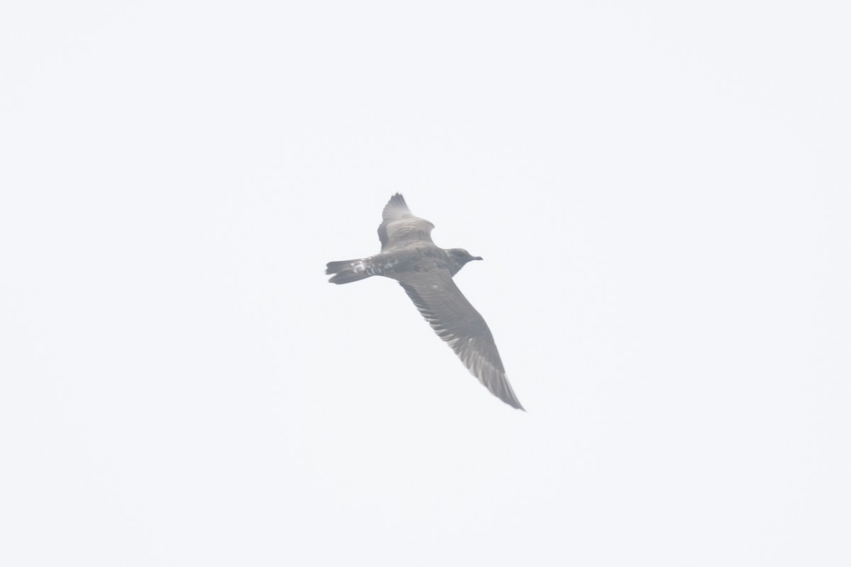 Long-tailed Jaeger - Bryce Robinson