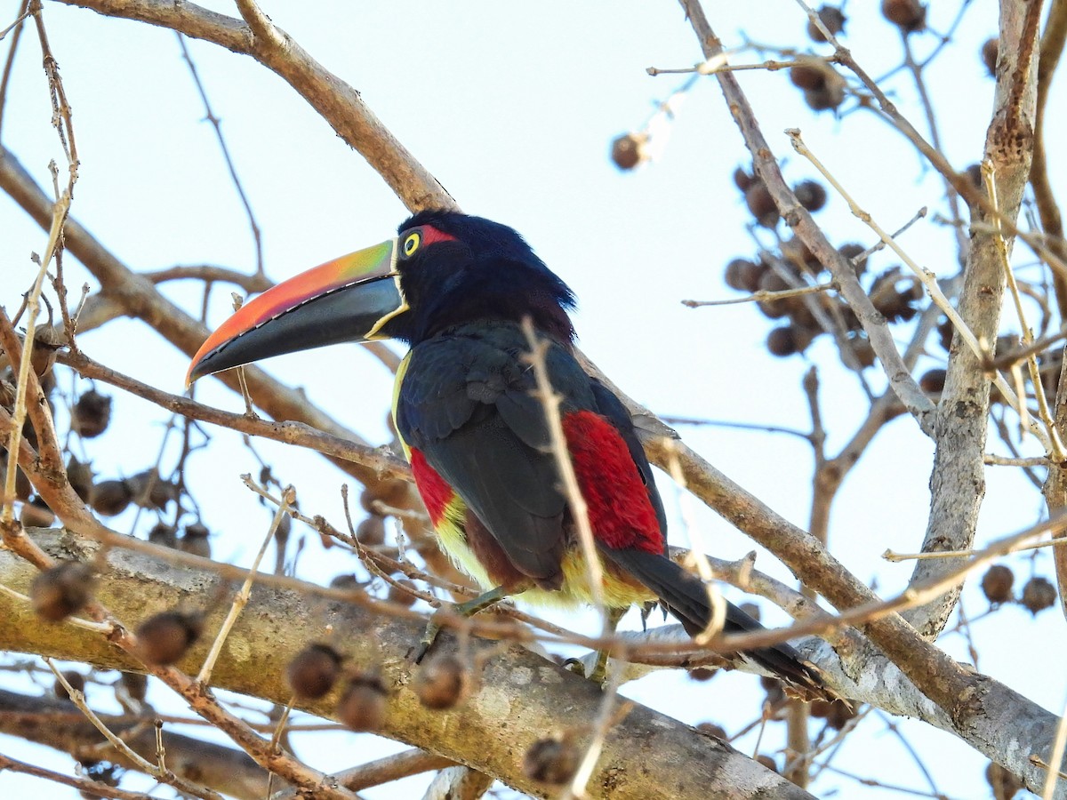 Fiery-billed Aracari - ML412606861