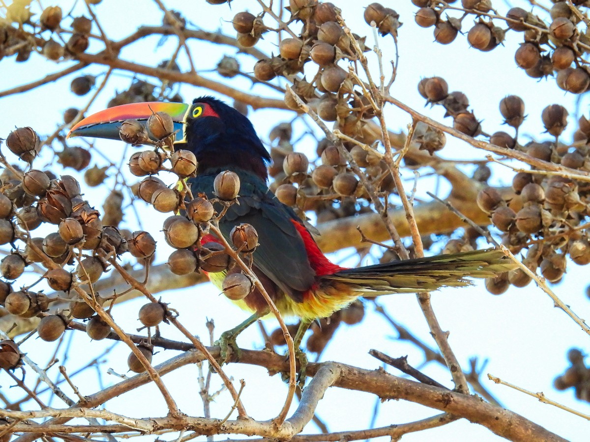Fiery-billed Aracari - ML412606891