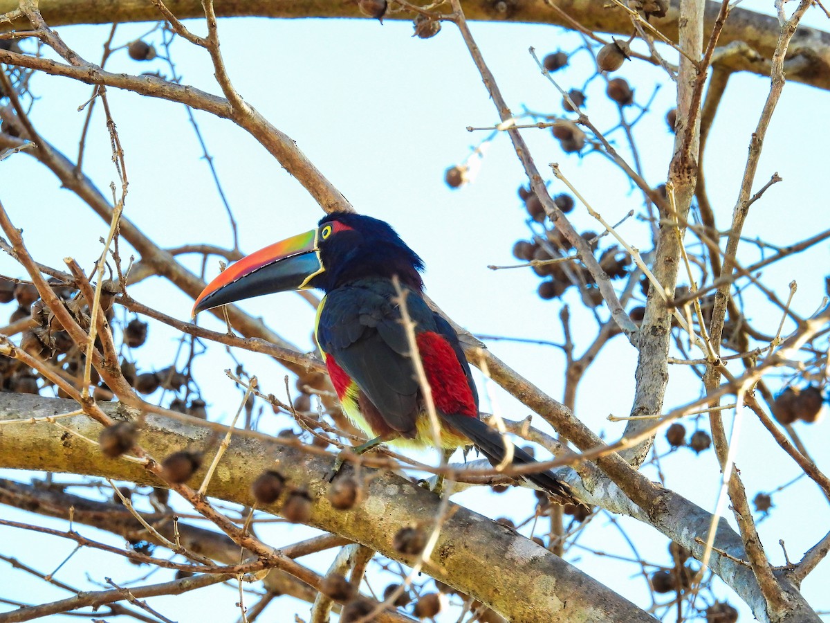 Fiery-billed Aracari - ML412606921