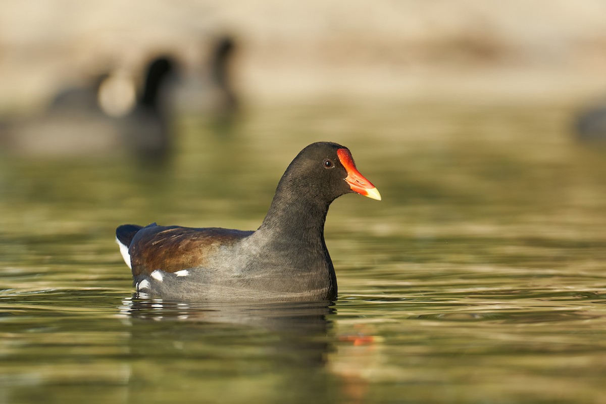 Common Gallinule - ML412607241