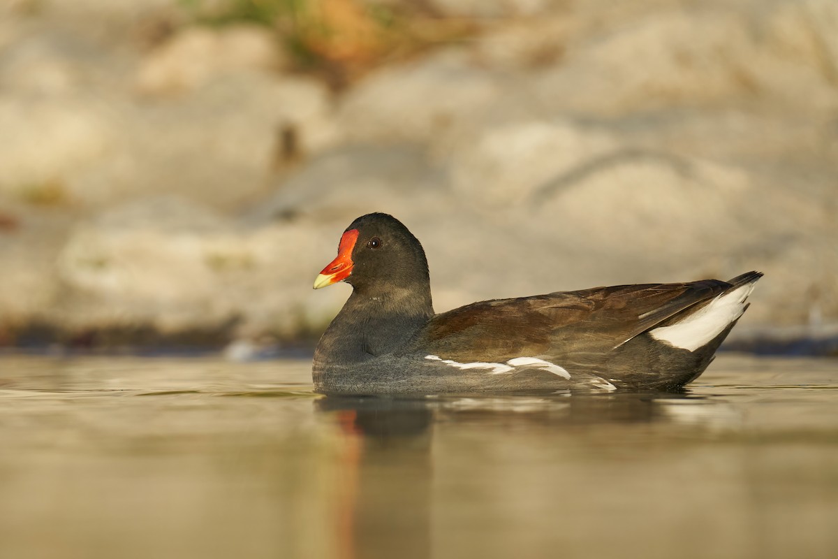 Common Gallinule - ML412607271