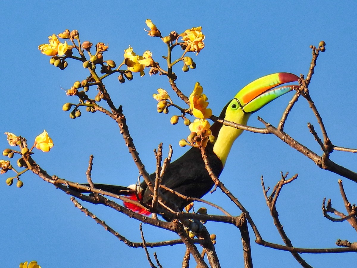 Keel-billed Toucan - ML412607811