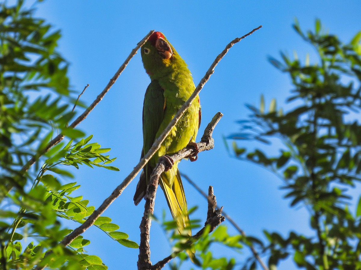 Crimson-fronted Parakeet - ML412608751