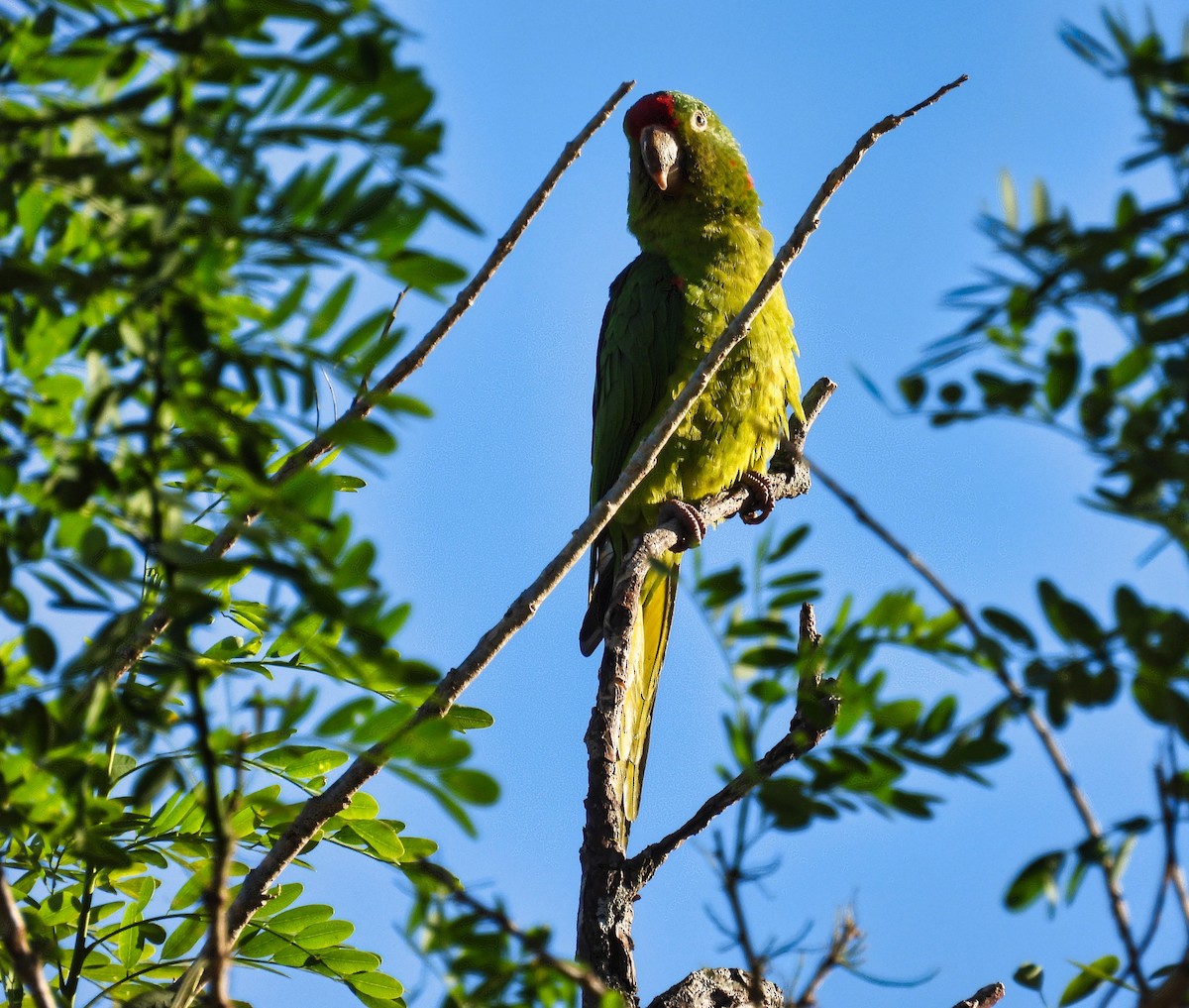 Crimson-fronted Parakeet - ML412608881