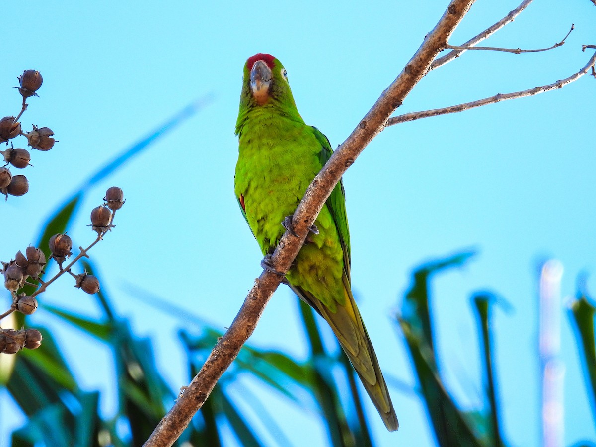 Crimson-fronted Parakeet - ML412609141