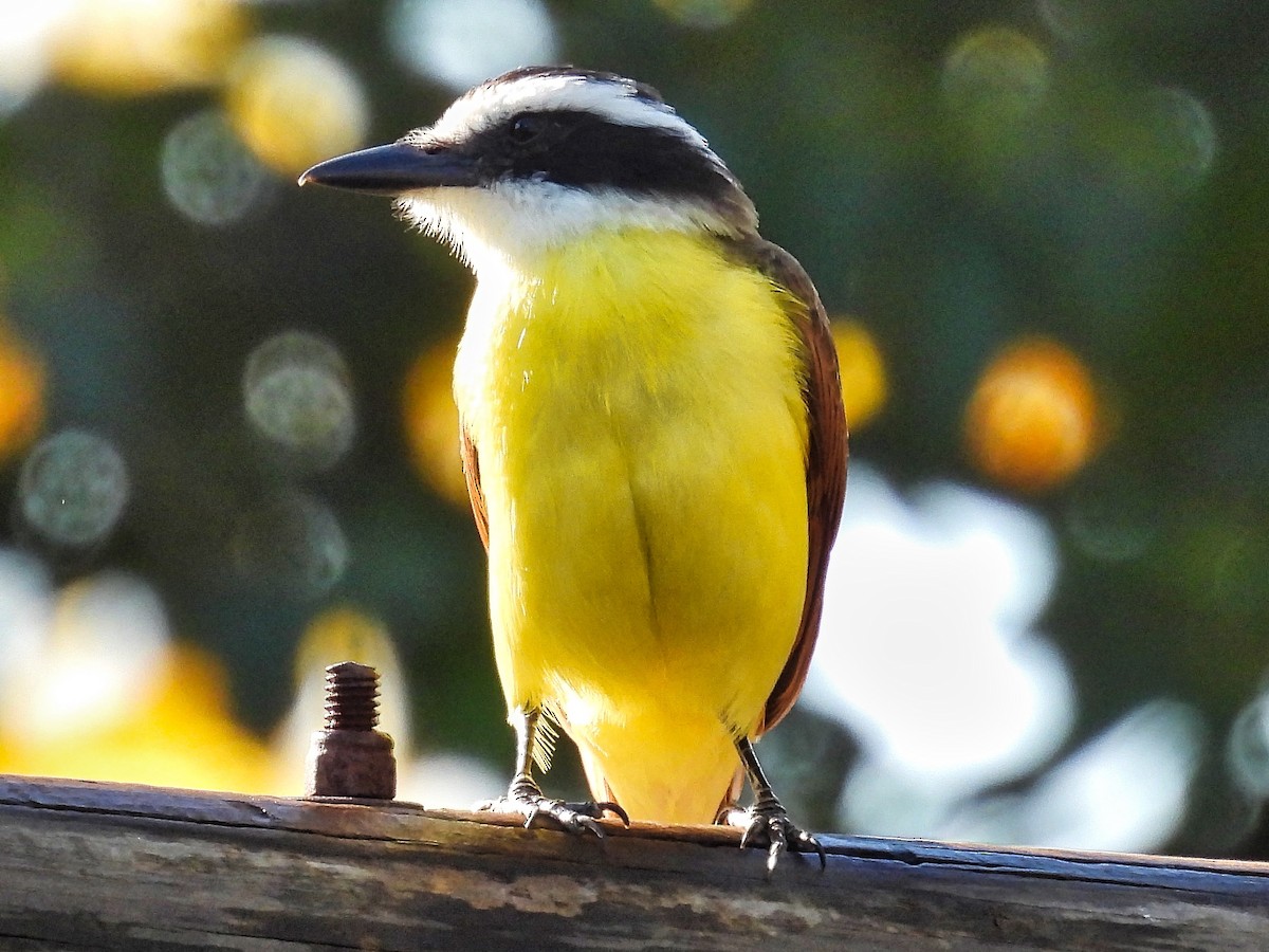 Great Kiskadee - ML412609361