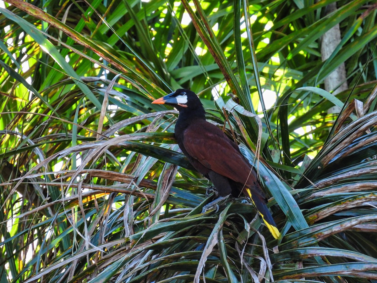 Montezuma Oropendola - ML412610531