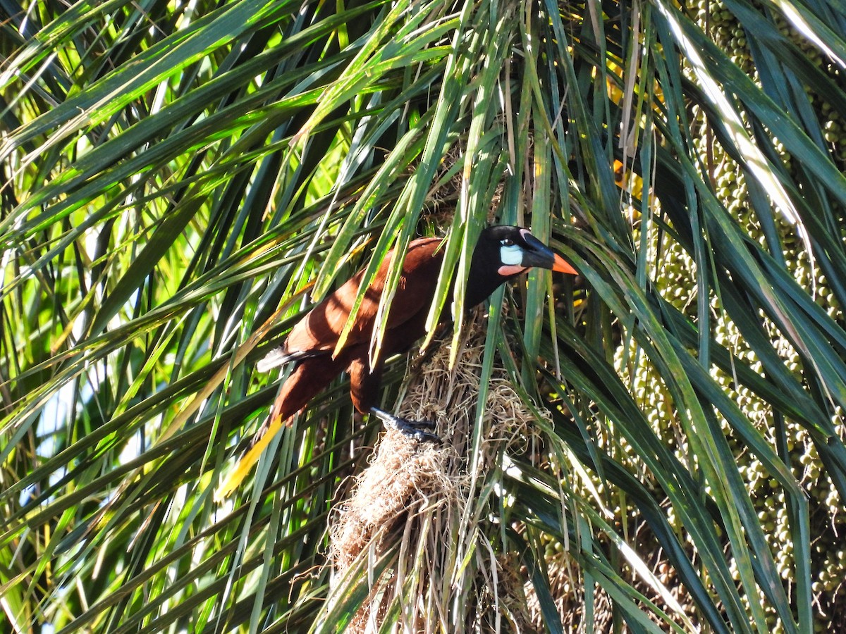 Montezuma Oropendola - ML412610551