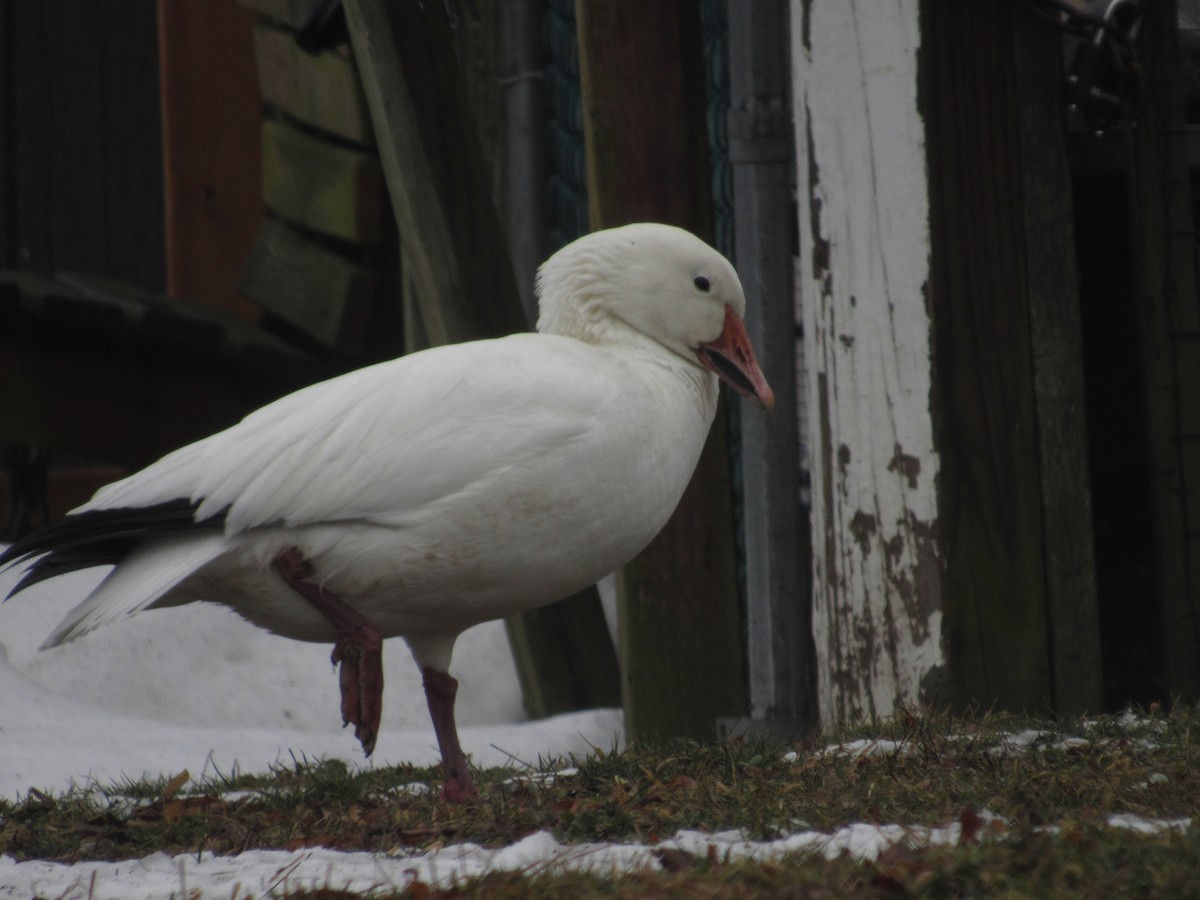 Snow Goose - ML412610661