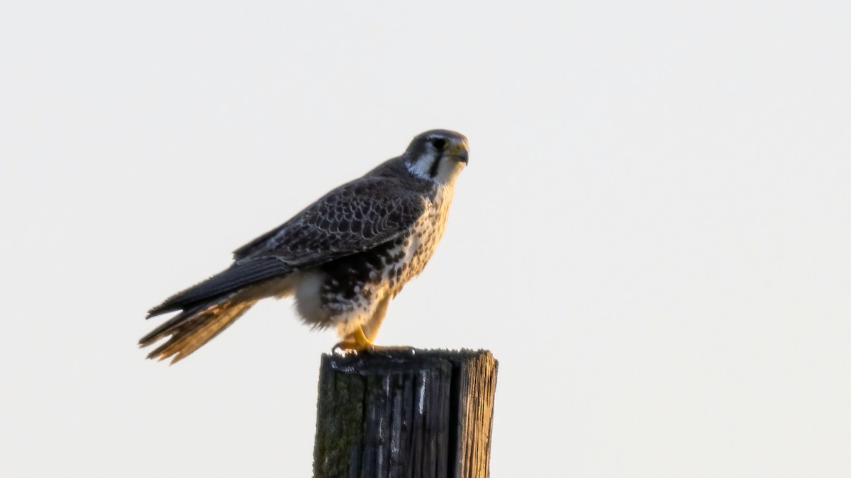 Prairie Falcon - Jim Gain