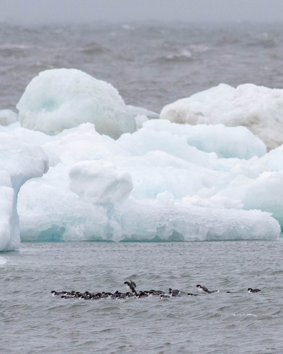 Ancient Murrelet - Earl Johnson