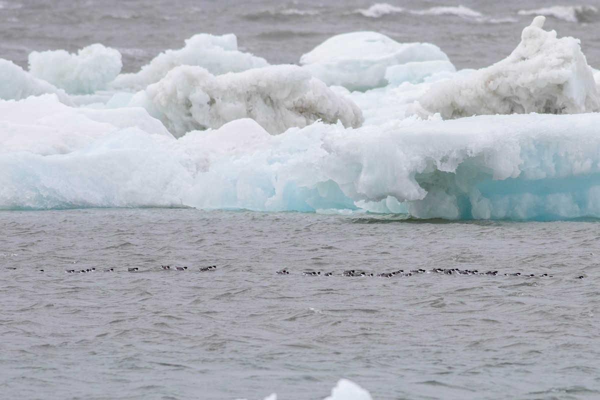 Ancient Murrelet - ML412612411