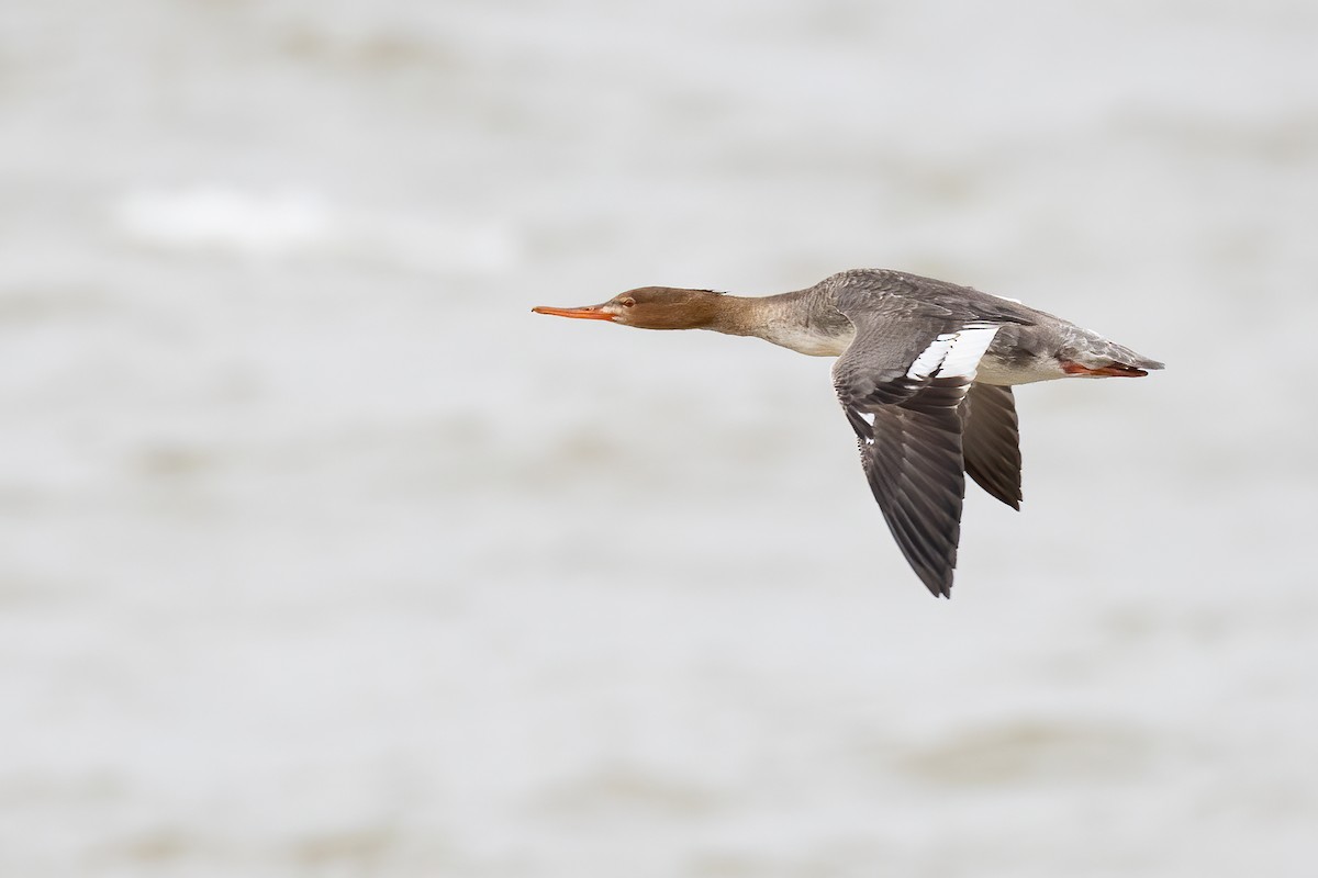 Red-breasted Merganser - Lyall Bouchard