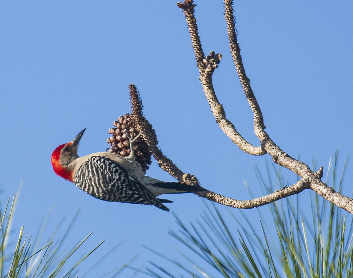 Red-bellied Woodpecker - ML412612841
