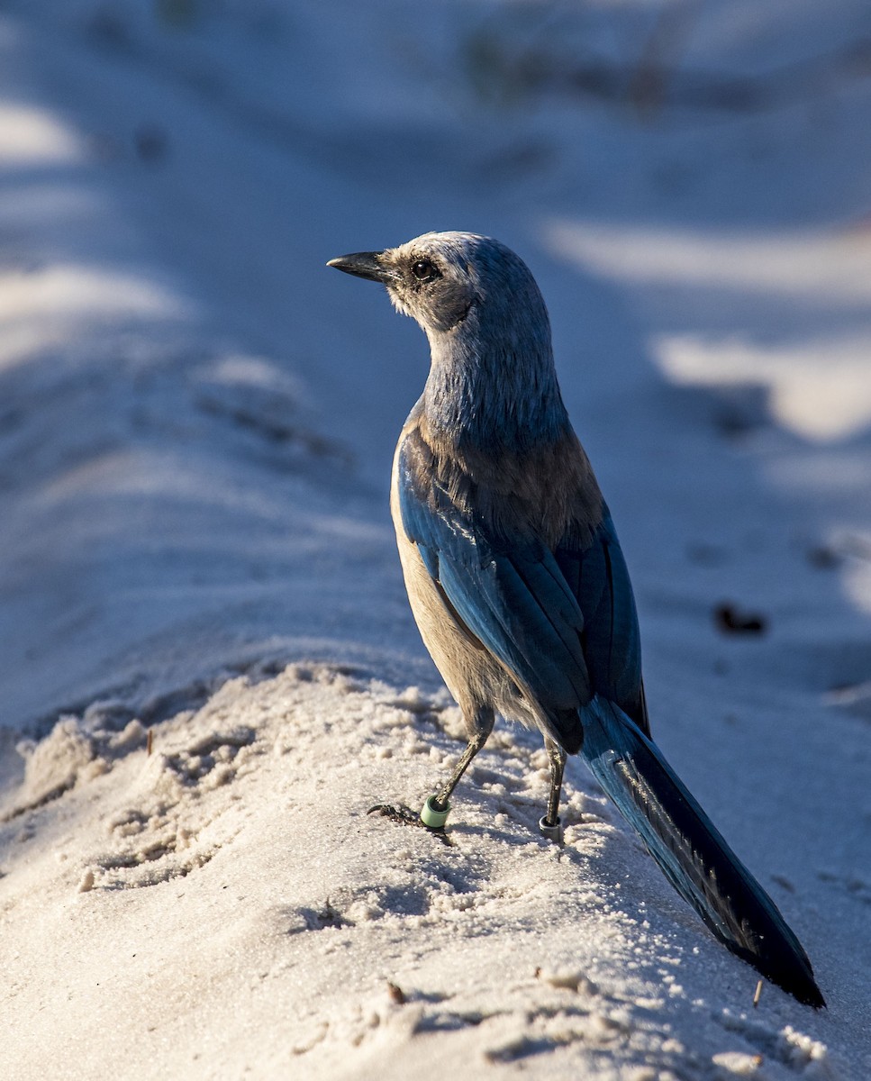 Florida Scrub-Jay - ML412612901