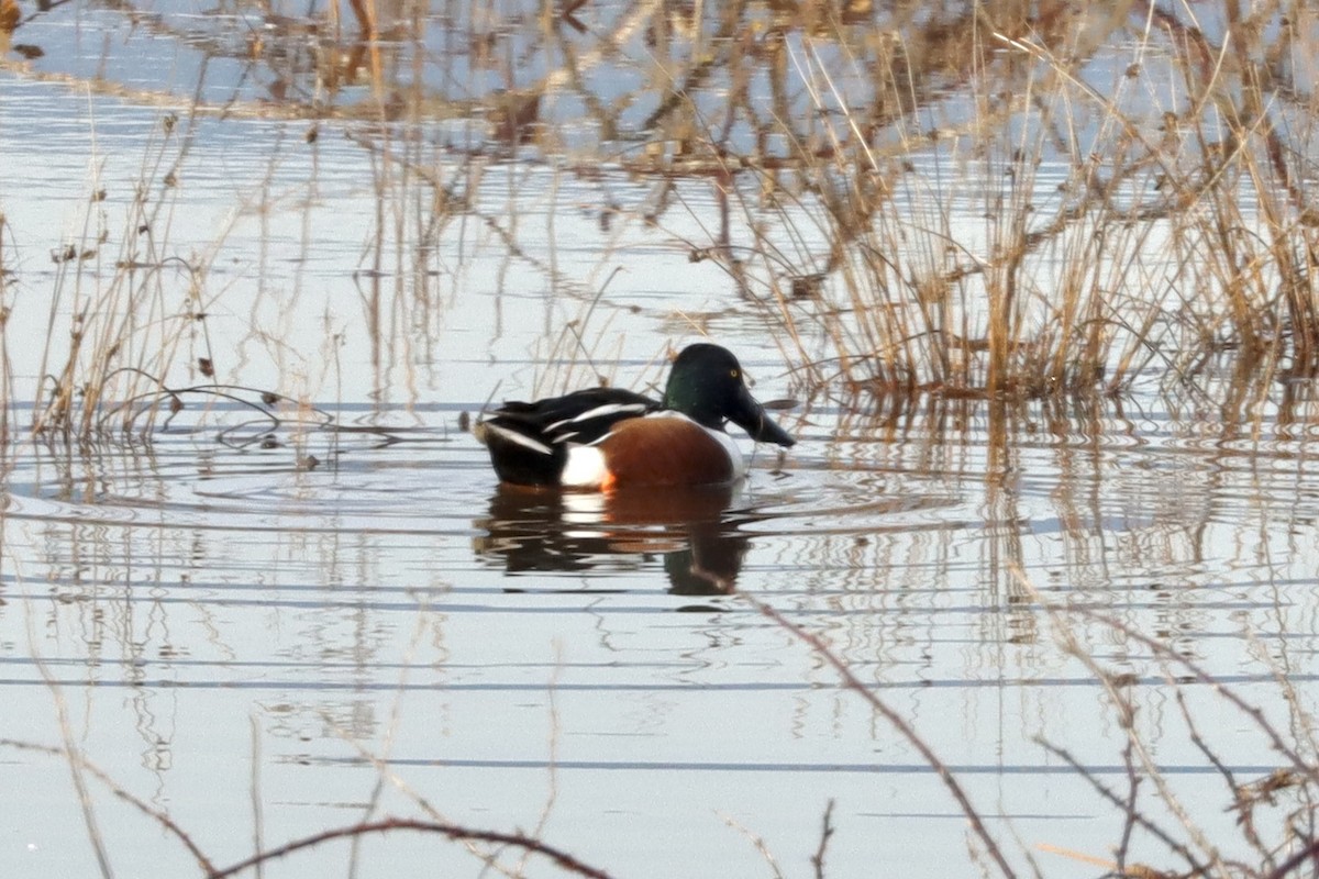 Northern Shoveler - ML412612961