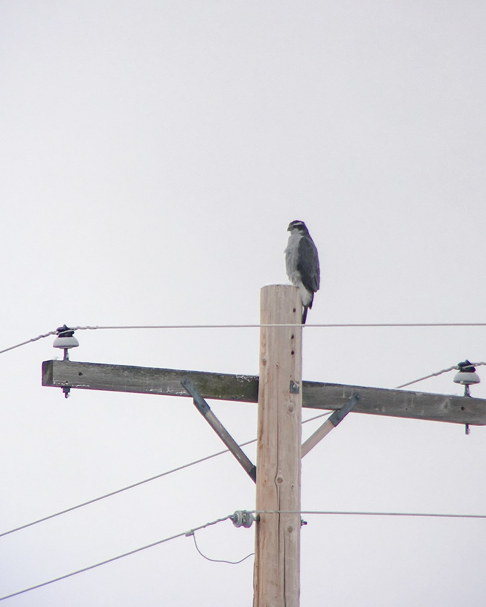 American Goshawk - ML412613421