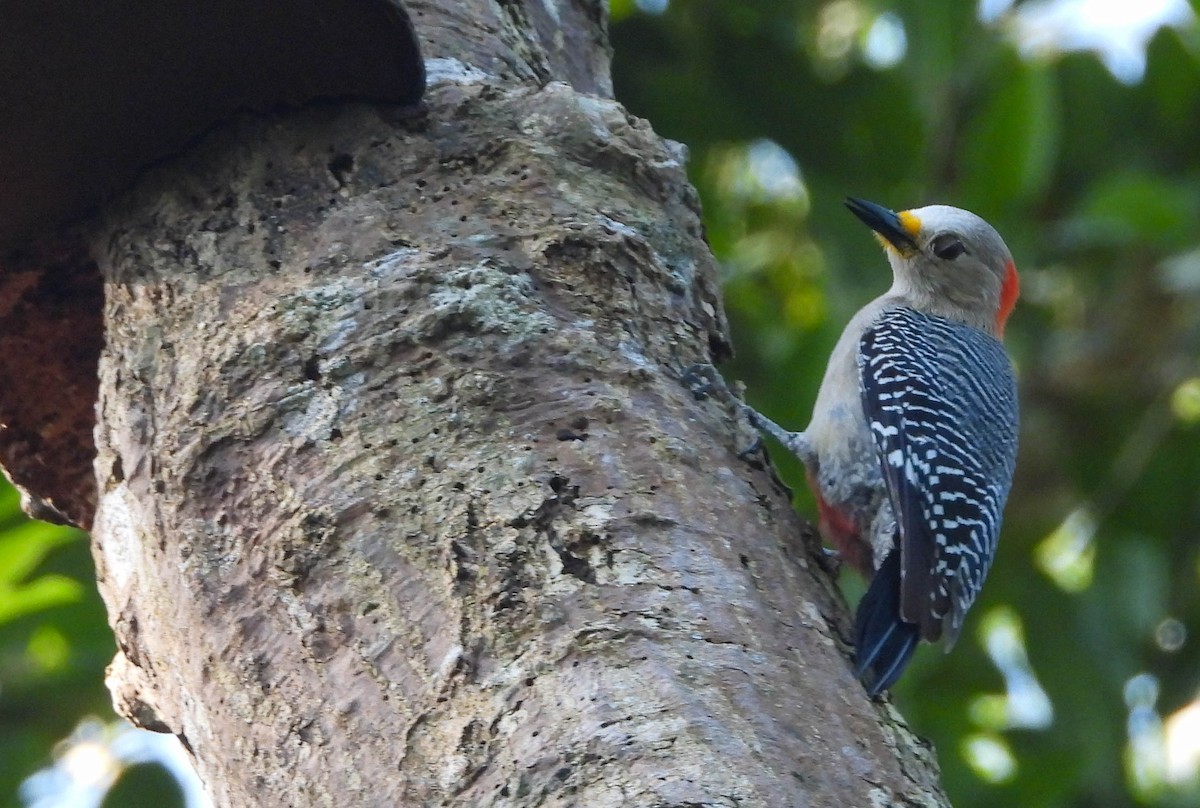 Yucatan Woodpecker - ML412614261