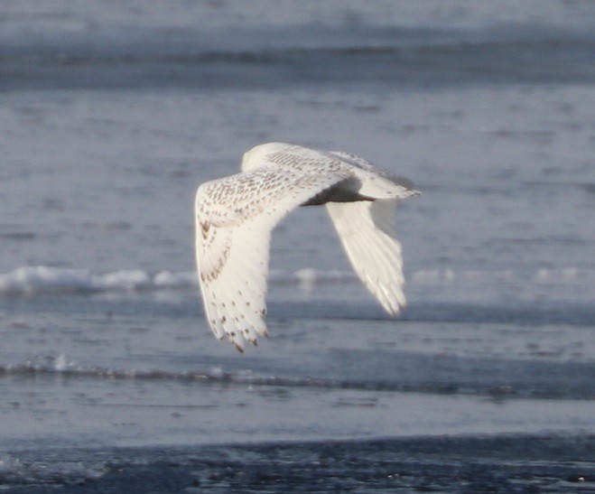 Snowy Owl - ML412615261