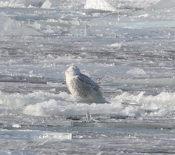 Snowy Owl - ML412615321