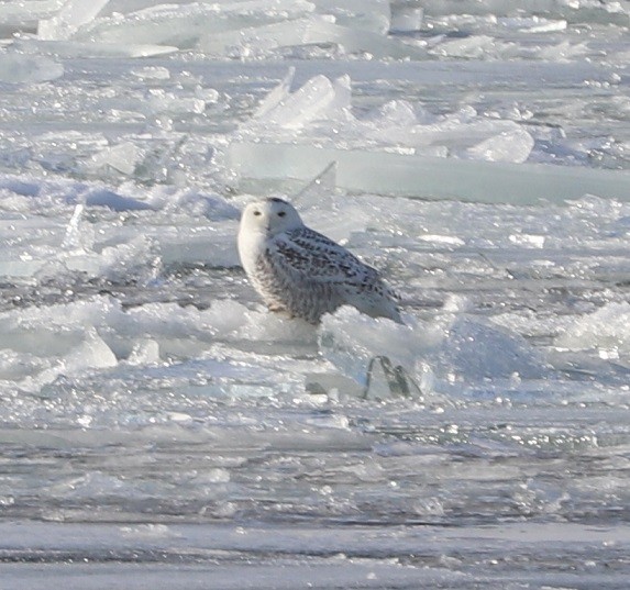 Snowy Owl - ML412615331