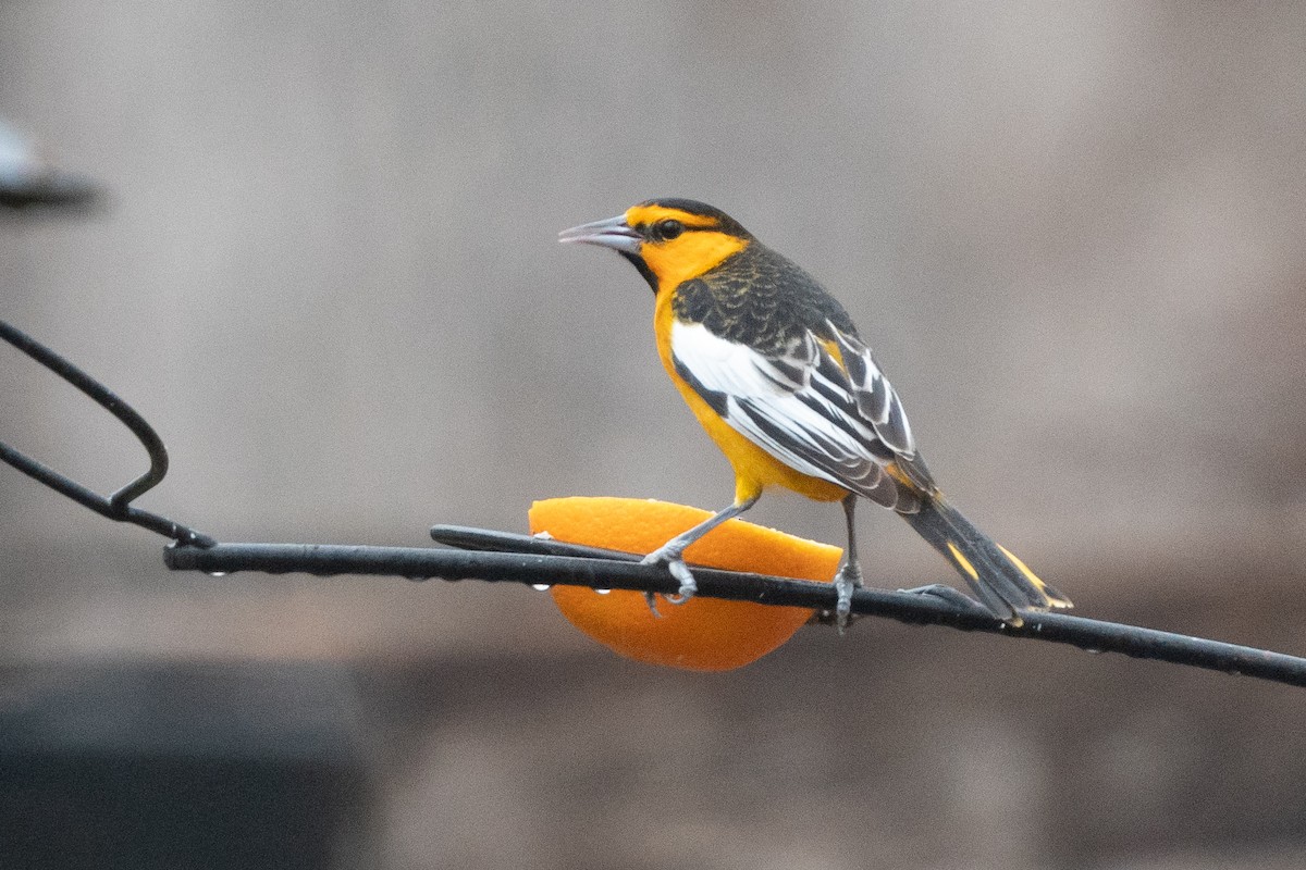 Bullock's Oriole - ML412618591