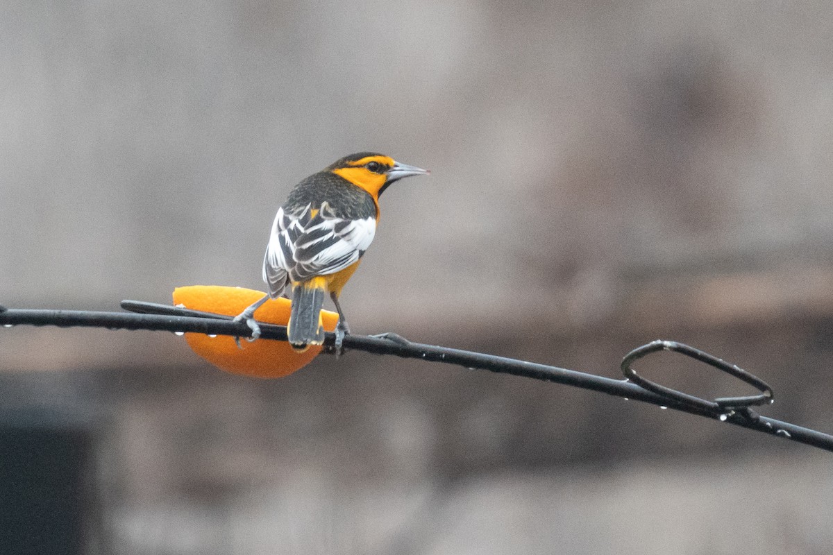 Bullock's Oriole - ML412618601